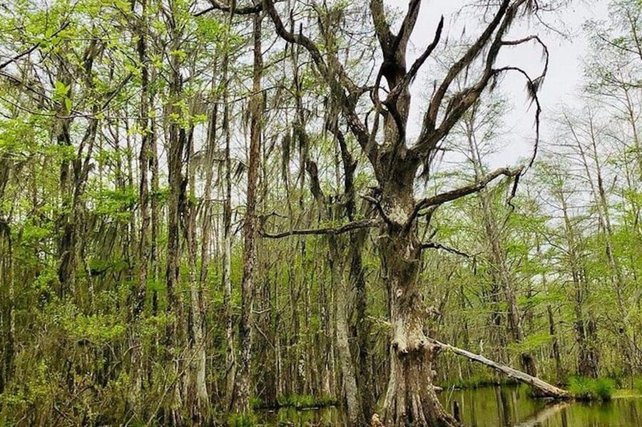 New Orleans: Honey Island Swamp and Bayou Boat Tour - A simple way to fit it into your day