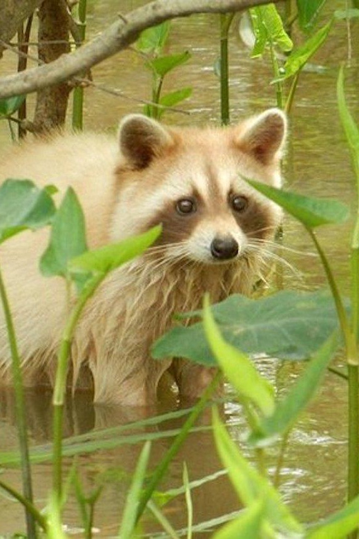 New Orleans: Honey Island Swamp and Bayou Boat Tour - Boarding the custom-made boat in Slidell