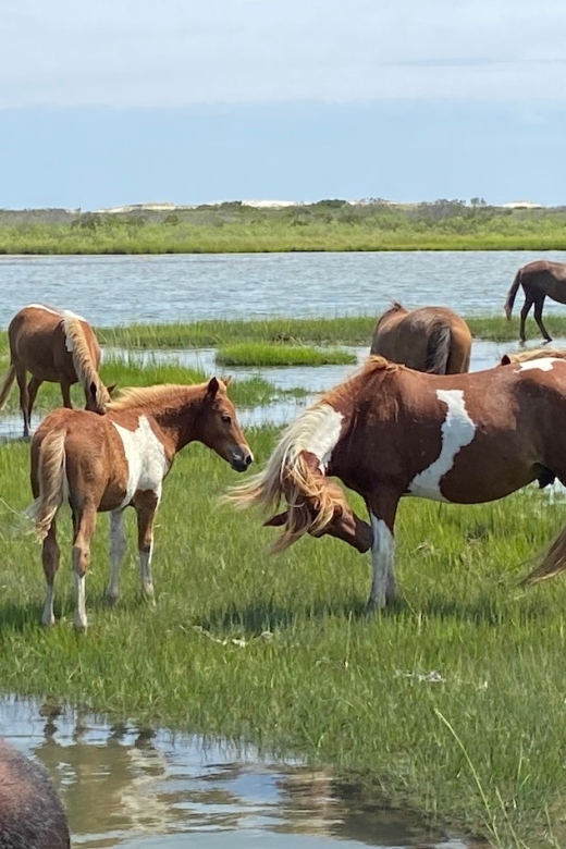 Ocean City: Assateague Island Morning Cruise - Leaving Ocean City Harbor for Assateague