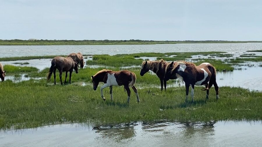 Ocean City: Assateague Island Morning Cruise - Is $99 a fair price?