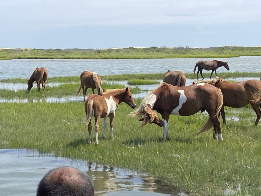 Ocean City: Assateague Island Morning Cruise - What the high rating tells you, and what it does not