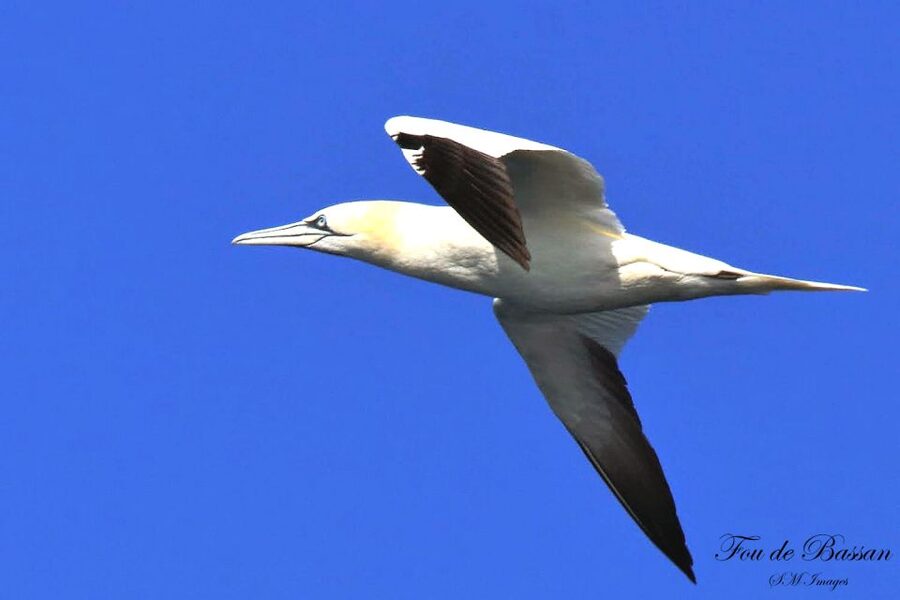 Olhão: 3 Islands Guided Sightseeing Tour with Lunch - Should you book the three-island tour?
