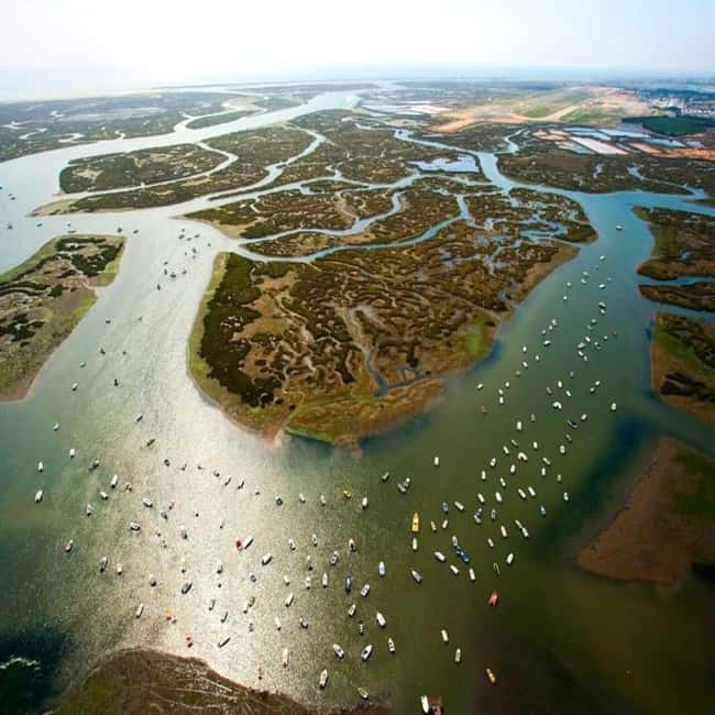 Olhão: Ria Formosa 2 Islands Boat Tour - Wildlife, dolphins, and the value of a local guide