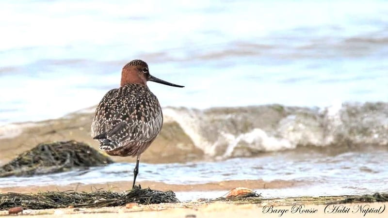 Olhão: Ria Formosa 3 Islands Guided Day Trip by Boat - Who will enjoy this Olhão boat trip most
