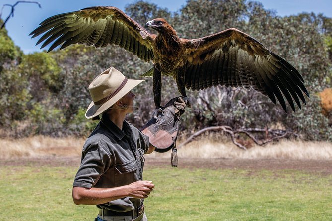 One Day Kangaroo Island Sip & See tour with return ferry transfers from Adelaide - Raptor Domain and the close-up birds of prey show