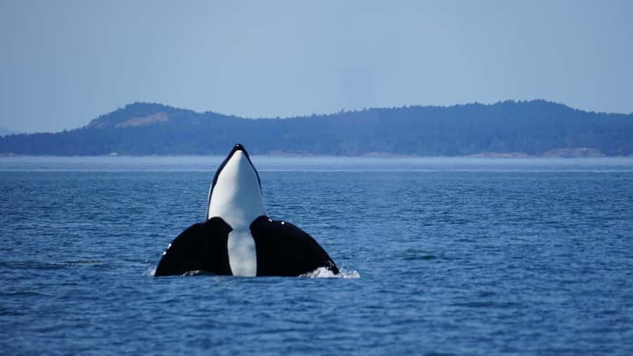 Orcas Island: Orca Whales guaranteed boat tour - Searching the San Juan Islands for Biggs orcas