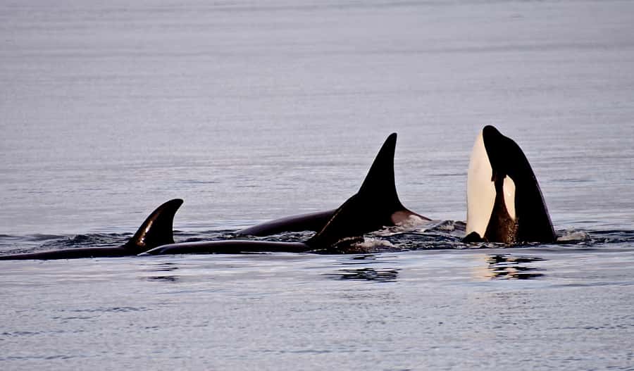 Orcas Island: Orca Whales guaranteed boat tour - What the four-hour outing is really like