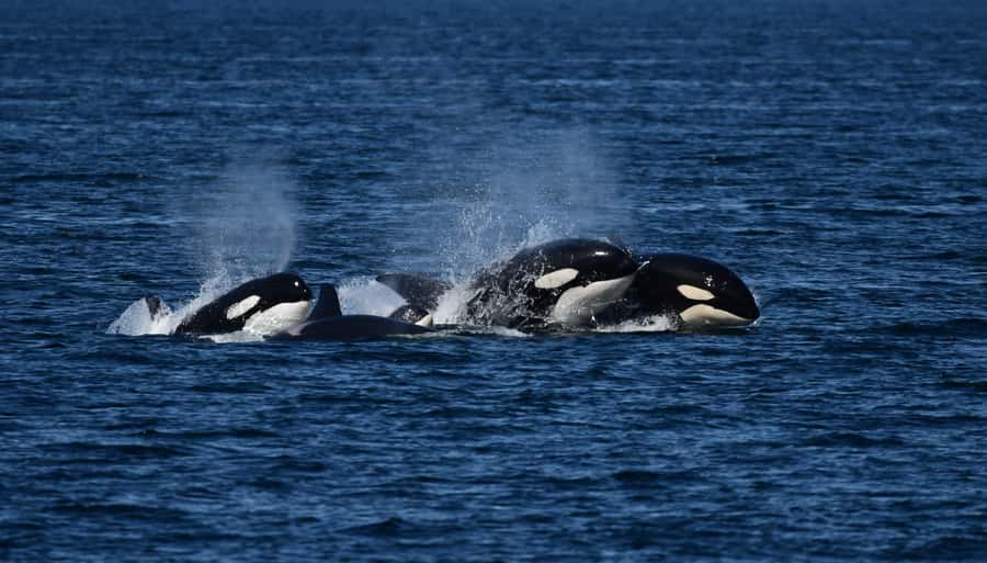 Orcas Island: Orca Whales guaranteed boat tour - A powerful guarantee, with an important limit