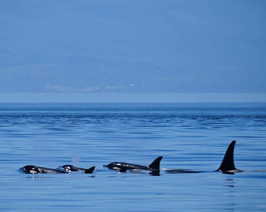 Orcas Island: Orca Whales guaranteed boat tour - Reaching Orcas Island without losing the day