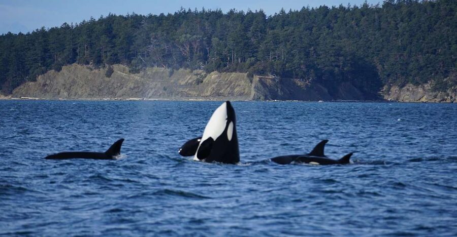 Orcas Island: Orca Whales guaranteed boat tour - Cold, open water, and the age restriction