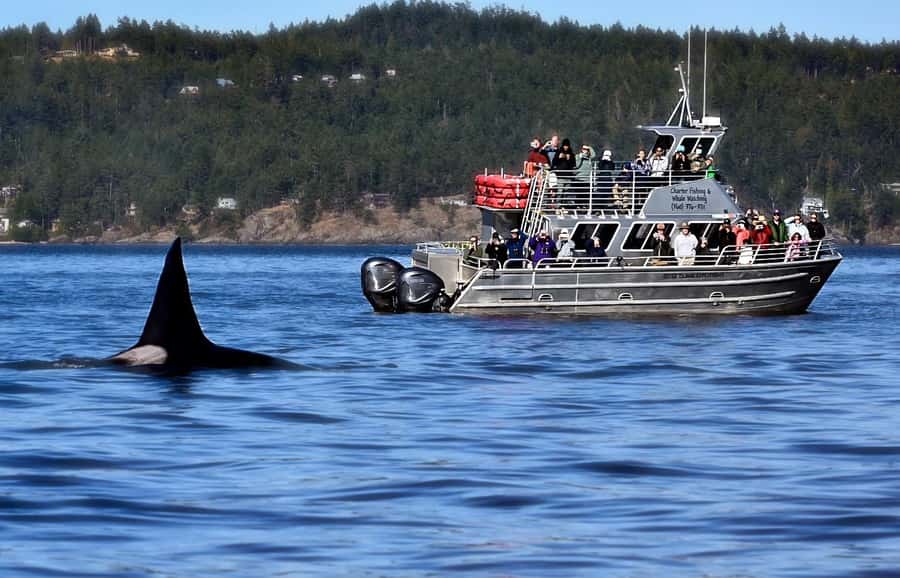 Orcas Island: Orca Whales guaranteed boat tour - Cancellation and timing details to keep in mind