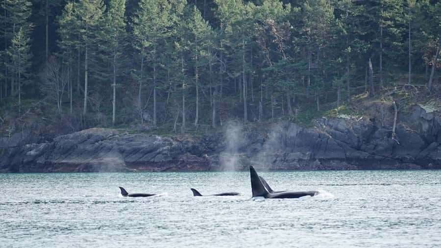 Orcas Island: Orca Whales guaranteed boat tour - Who should book this Orcas Island whale tour?