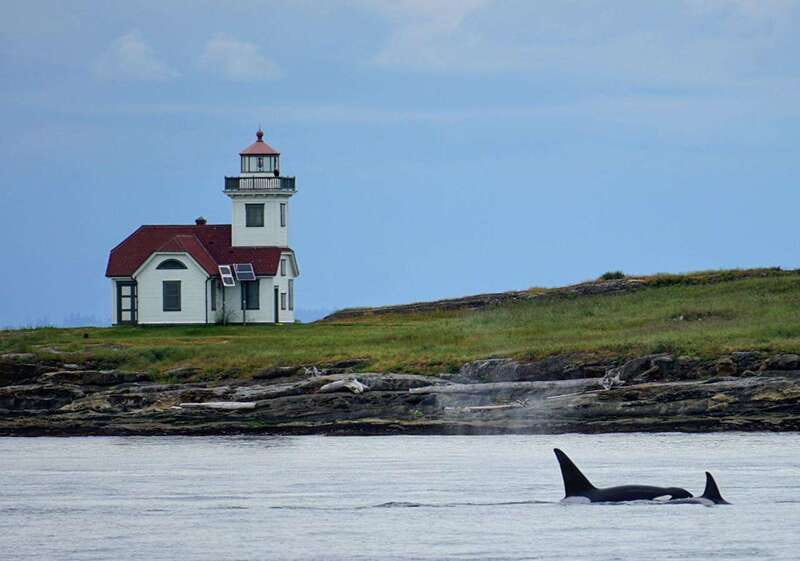 Orcas Island: Whale and Orca Guided Speedboat Tour - Key points to know before booking