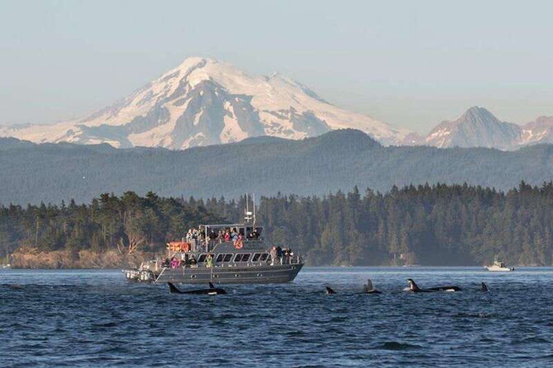 Orcas Island: Whale and Orca Guided Speedboat Tour - Why this Orcas Island whale tour is worth considering