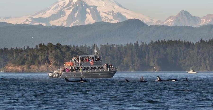 Orcas Island: Whale and Orca Guided Speedboat Tour - Searching the San Juan archipelago