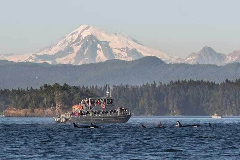 Orcas Island: Whale and Orca Guided Speedboat Tour - What the naturalist guide adds