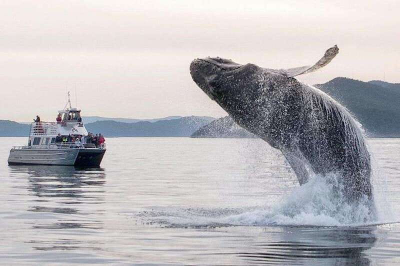 Orcas Island: Whale and Orca Guided Speedboat Tour - The real value of the $119 price