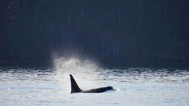 Orcas Island: Whale and Orca Guided Speedboat Tour - Who will enjoy this outing most
