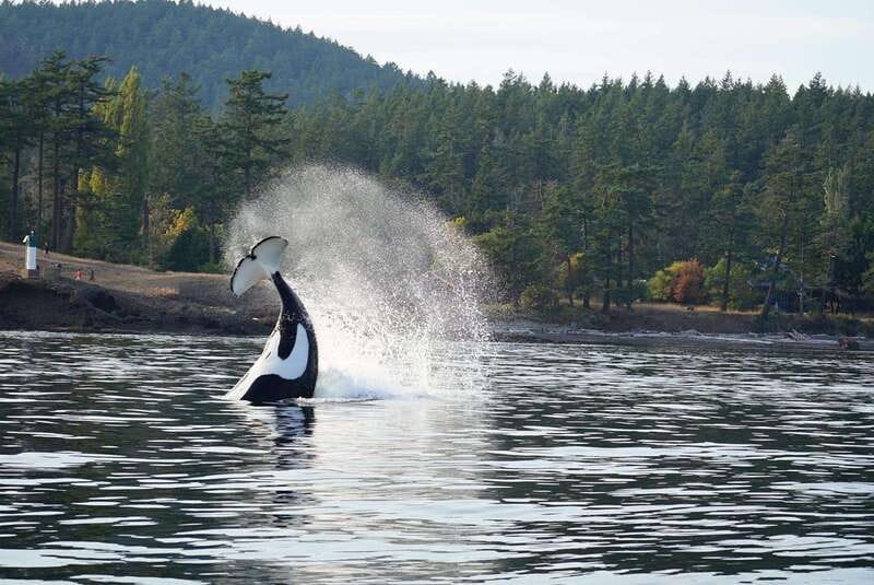 Orcas Island: Whale and Orca Guided Speedboat Tour - Practical planning for a smoother day