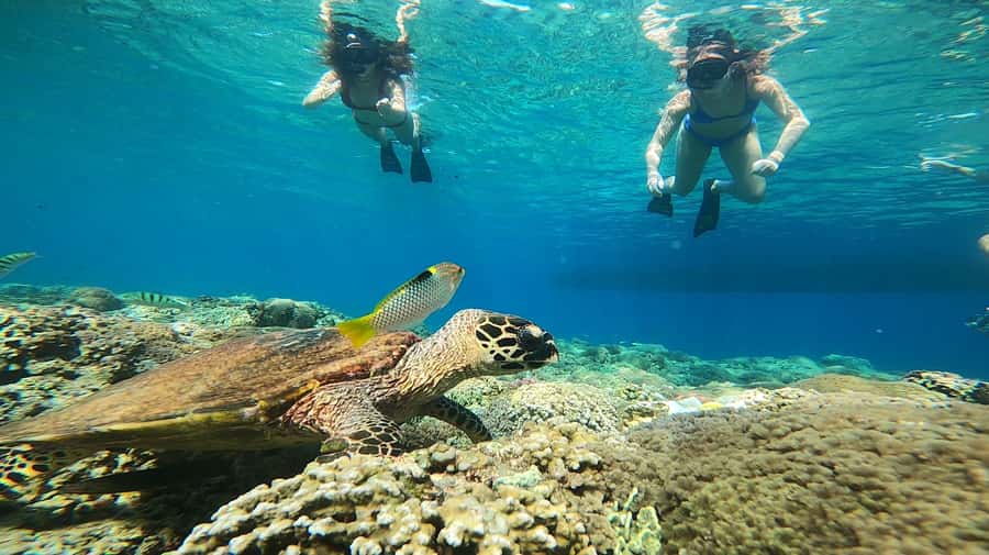 Ozzy Snorkeling 3 Islands Visit Baby Turtles - Blue Coral, with one important uncertainty