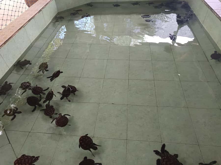 Ozzy Snorkeling 3 Islands Visit Baby Turtles - What the glass-bottom boat really means