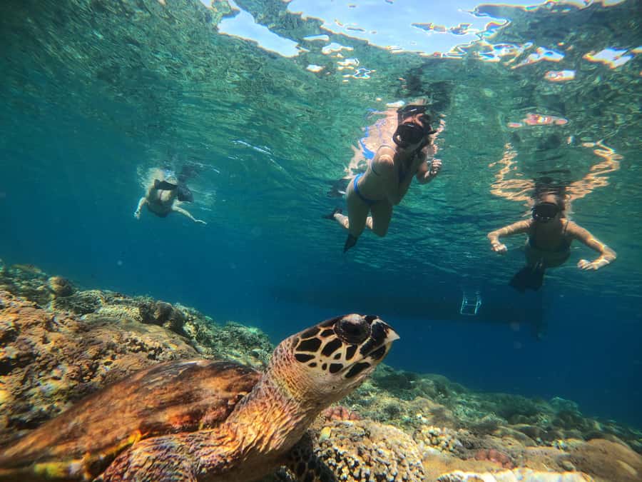 Ozzy Snorkeling 3 Islands Visit Baby Turtles - Group size is the biggest value tradeoff