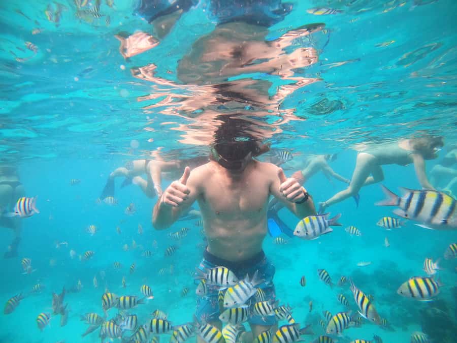 Ozzy Snorkeling 3 Islands Visit Baby Turtles - Practical ways to improve the day