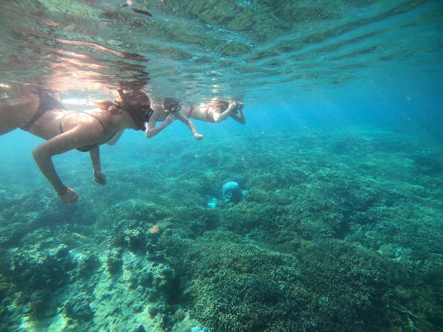 Ozzy Snorkeling 3 Islands Visit Baby Turtles - Is Ozzy Snorkeling Centre worth booking?