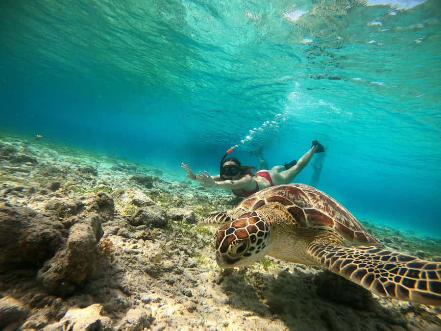 Ozzy Snorkeling 3 Islands Visit Baby Turtles - Turtle Point and the search for sea turtles