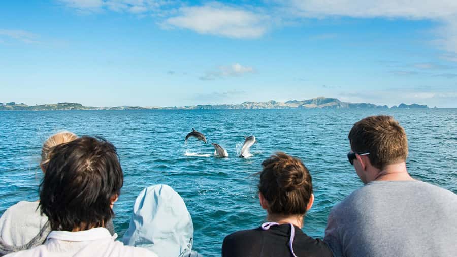 Paihia: Bay of Islands Dolphin Eco Cruise & Island Stopover - Otehei Bay and the 90-minute island stop
