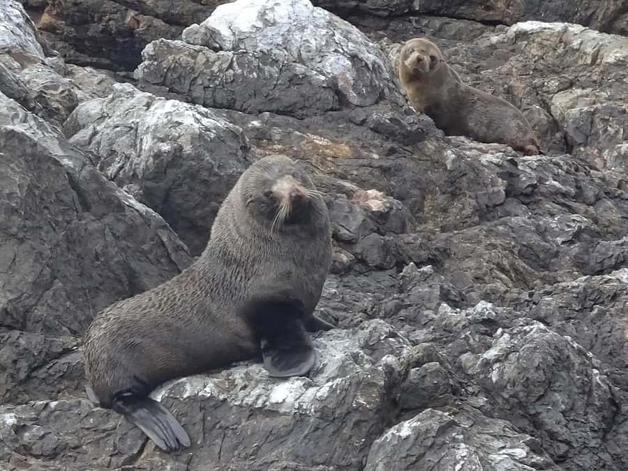 Paihia: Bay of Islands Dolphin Eco Cruise & Island Stopover - Who will enjoy this cruise most?