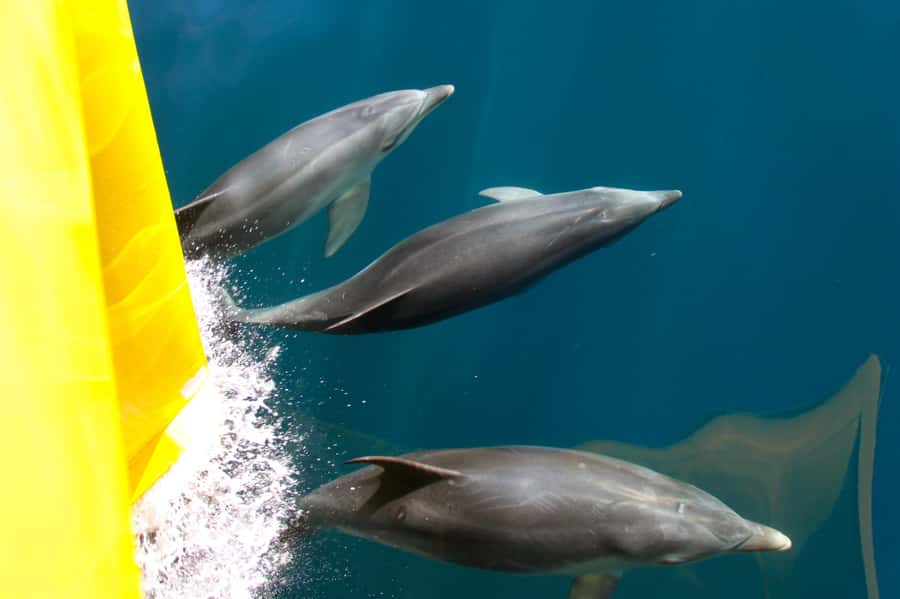 Paihia: Bay of Islands Dolphin Eco Cruise & Island Stopover - What the four-hour cruise feels like