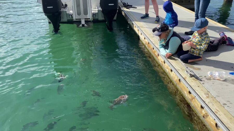Paihia/Russell: Hole in the Rock Cruise with 2 Island Stops - What to bring and how to prepare