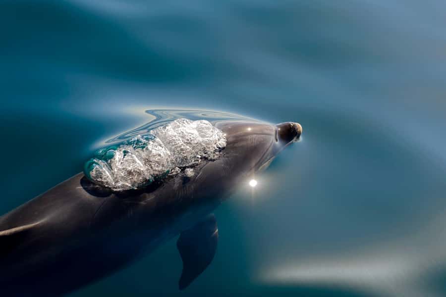 Paihia/Russell: Hole in the Rock, Dolphins & Island Cruise - Leaving Paihia or Russell