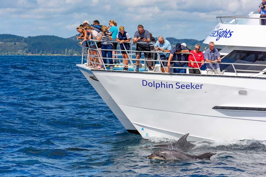 Paihia/Russell: Hole in the Rock, Dolphins & Island Cruise - Looking for dolphins, whales, and other wildlife