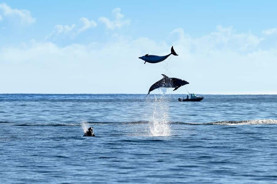 Paihia/Russell: Hole in the Rock, Dolphins & Island Cruise - One and a half hours at Otehei Bay