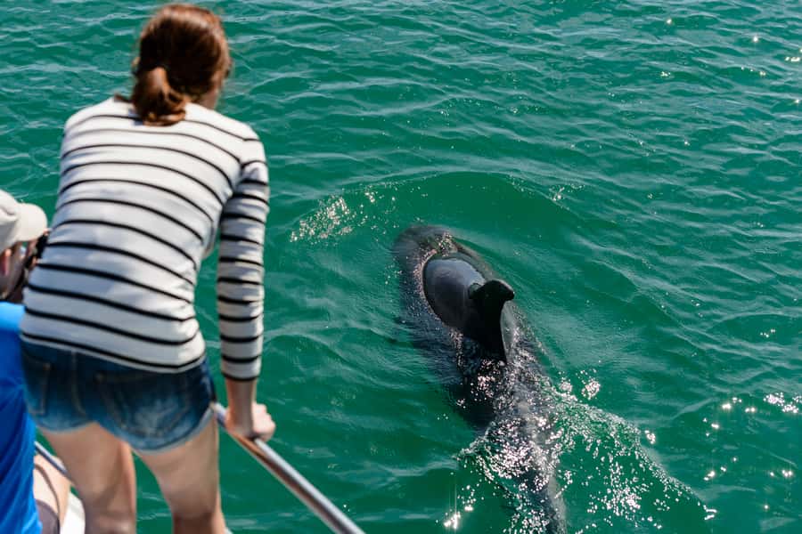 Paihia/Russell: Hole in the Rock, Dolphins & Island Cruise - Practical tips for a better day