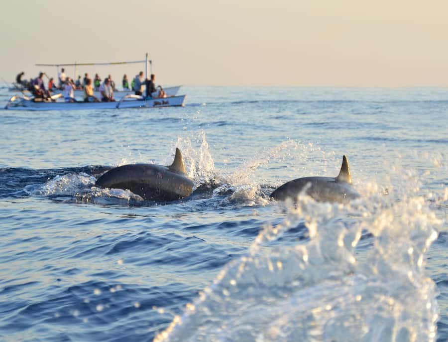 Panglao: Island Hopping w/Balicasag (Shared) - Should you book this Balicasag tour?