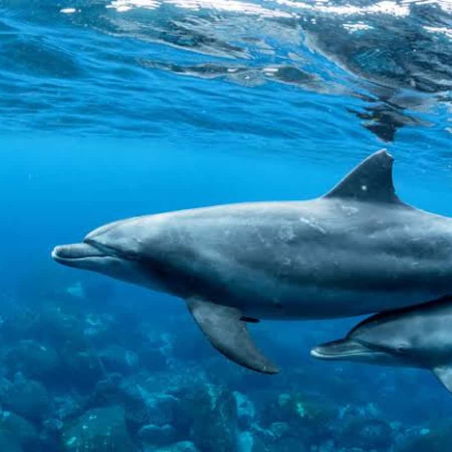 Panglao: Island Hopping w/Balicasag (Shared) - Searching for dolphins in the early light