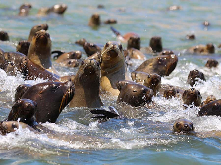 Paracas: Ballestas Islands and Candelabra of Paracas Boat - Key points at a glance