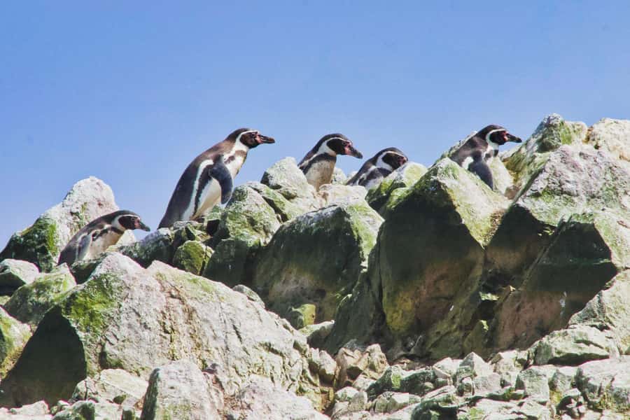 Paracas: Ballestas Islands and Candelabra of Paracas Boat - Why this short Paracas boat trip works
