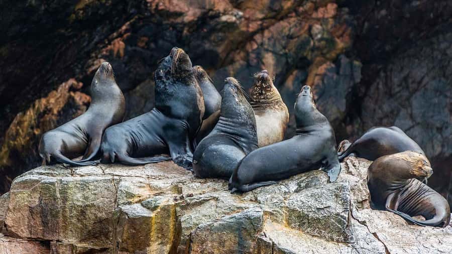 Paracas: Ballestas Islands and Candelabra of Paracas Boat - What the guide adds