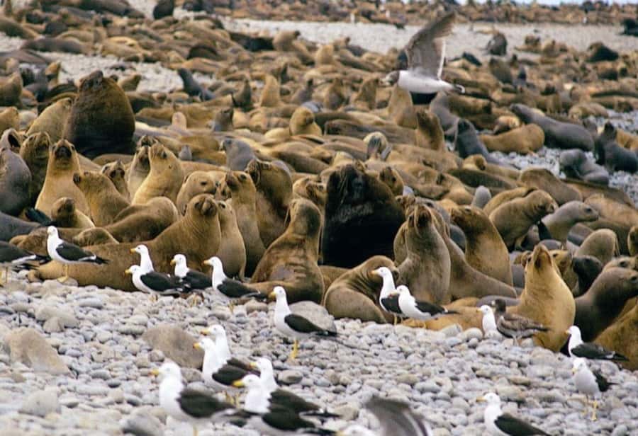 Paracas: Ballestas Islands and Candelabra of Paracas Boat - Should you book Sierra Travel?