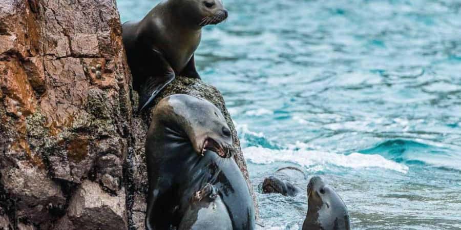 Paracas: Ballestas Islands Boat tour - Islas Ballestas - Sea lions at the maternity area