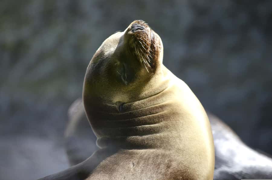 Paracas: Ballestas Islands Boat tour - Islas Ballestas - Practical tips for a better boat ride
