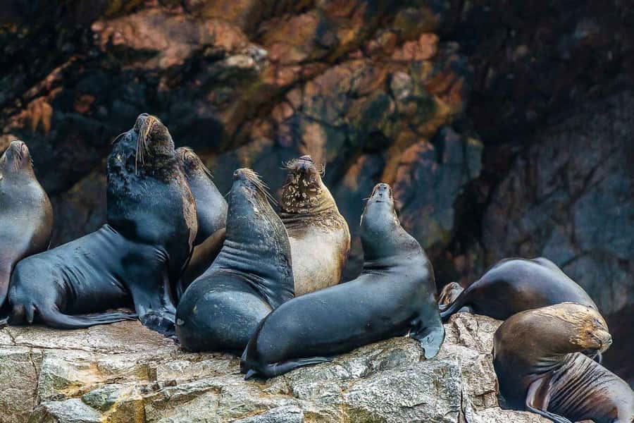 Paracas: Ballestas Islands Boat tour - Islas Ballestas - Who will enjoy this experience most