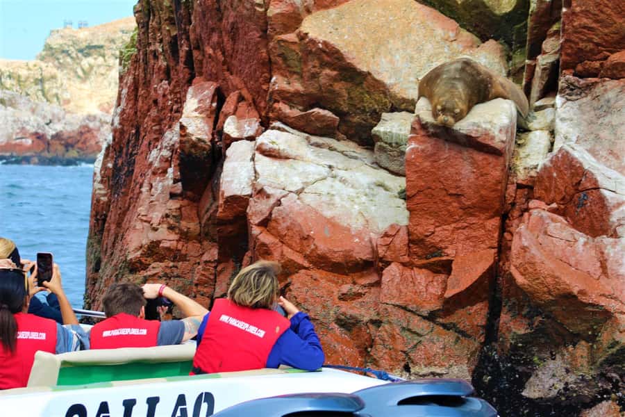 Paracas: Ballestas Islands Guided Boat Tour - Meeting the sea lions and Humboldt penguins