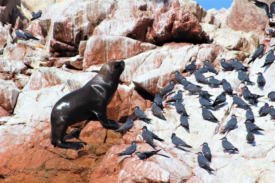 Paracas: Ballestas Islands Guided Boat Tour - What the $20 price really covers