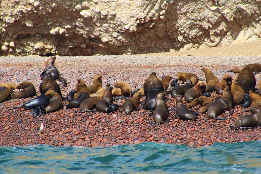 Paracas: Ballestas Islands Guided Boat Tour - Who will enjoy this short boat tour