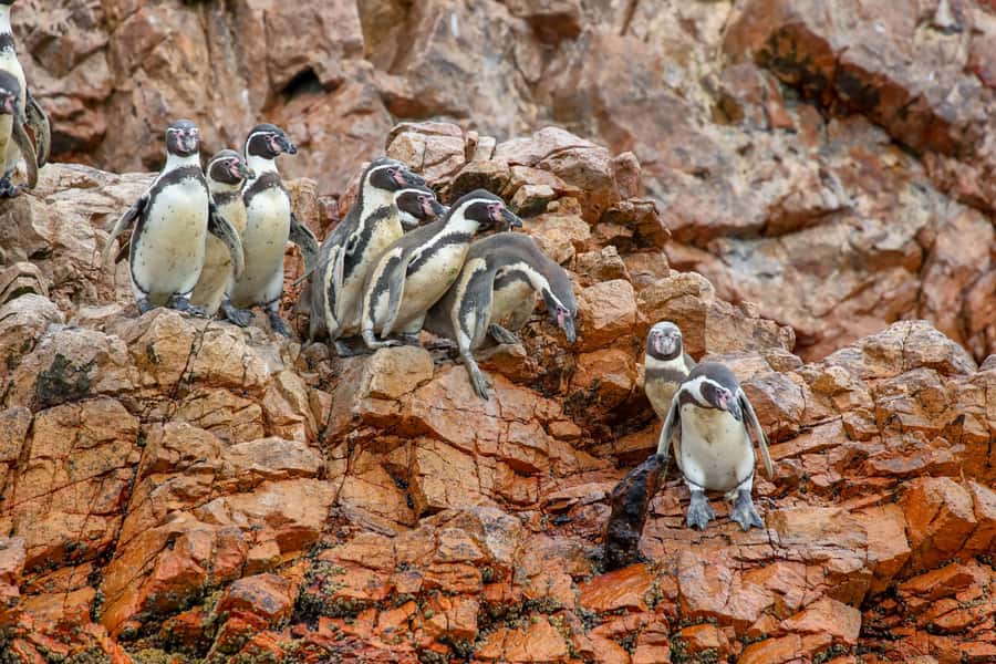 Paracas: Ballestas Islands Morning Boat Tour - Key points to know before you book